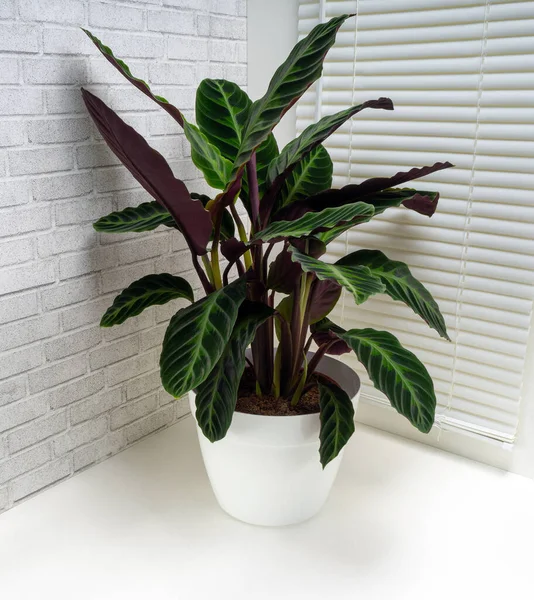 Calathea Warscewiczii Una Especie Planta Herbácea Perenne Familia Marantaceae — Foto de Stock