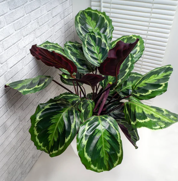Calathea roseopicta, Brezilya 'nın kuzeybatısında bulunan Marantaceae familyasından bir bitki türüdür.