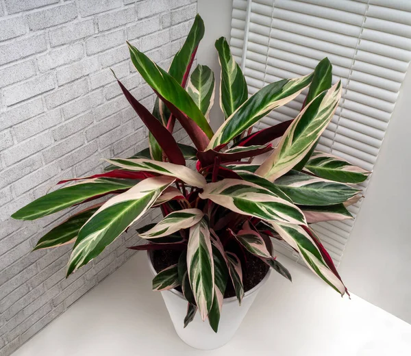 Stromanta Triostar (Tricolor). Yapraklar koyu yeşil, krema çizgileri, pembe ve salata gölgeleri var..