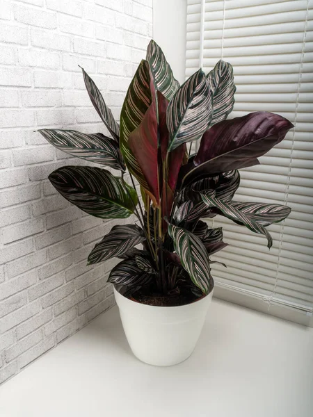 Calathea Ornata Sanderiana Adalah Genus Tumbuhan Berbunga Dari Familia Marantaceae — Stok Foto