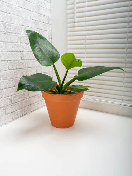 Philodendron Imperial Green Una Planta Con Flores Perteneciente Familia Araceae — Foto de Stock