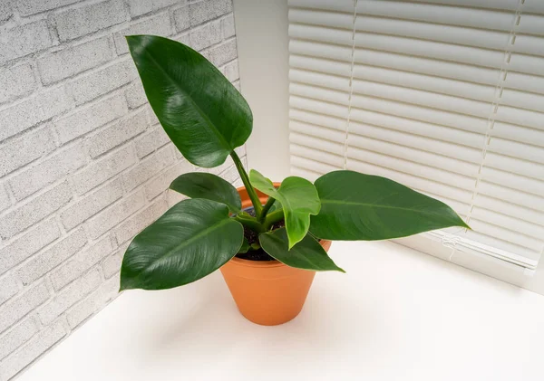 Philodendron Imperial Green Una Pianta Fiore Della Famiglia Delle Araceae — Foto Stock