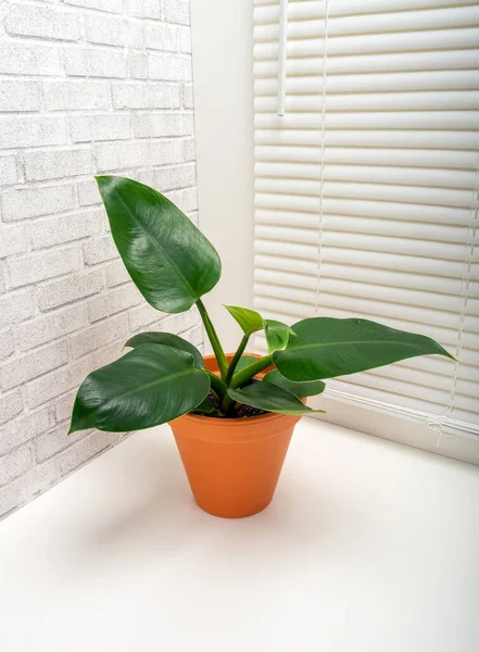 Philodendron Imperial Green Una Planta Con Flores Perteneciente Familia Araceae — Foto de Stock