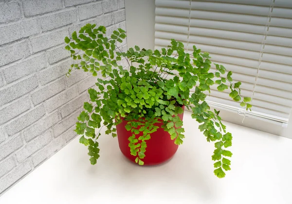 Adiantum Capillus Veneris Est Une Espèce Fougères Genre Adiantum Famille — Photo