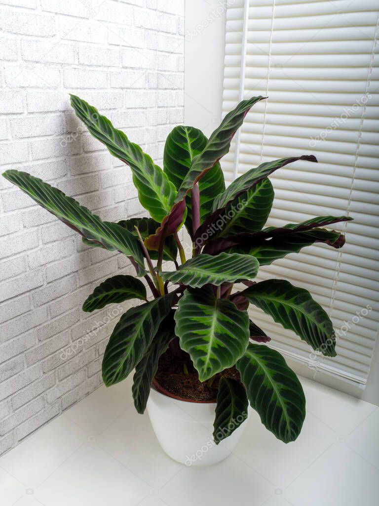 Calathea warscewiczii is a species of evergreen, perennial, herbaceous plant in the Marantaceae family