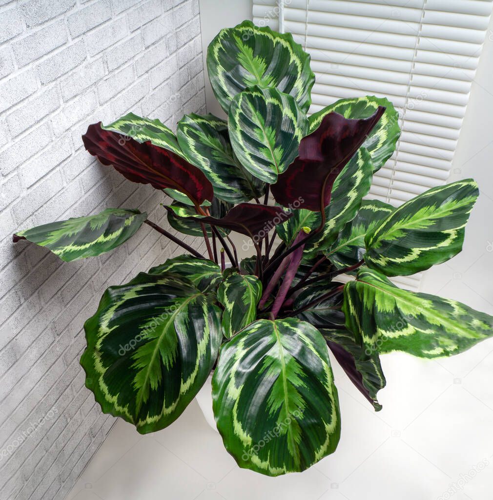 Calathea roseopicta, the rose-painted calathea, is a species of plant in the family Marantaceae, native to northwest Brazil