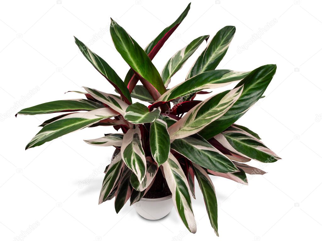 Stromanta Triostar (Tricolor). The leaves are dark green, with stripes of cream, pink and salad shades. Isolated on white backgroun
