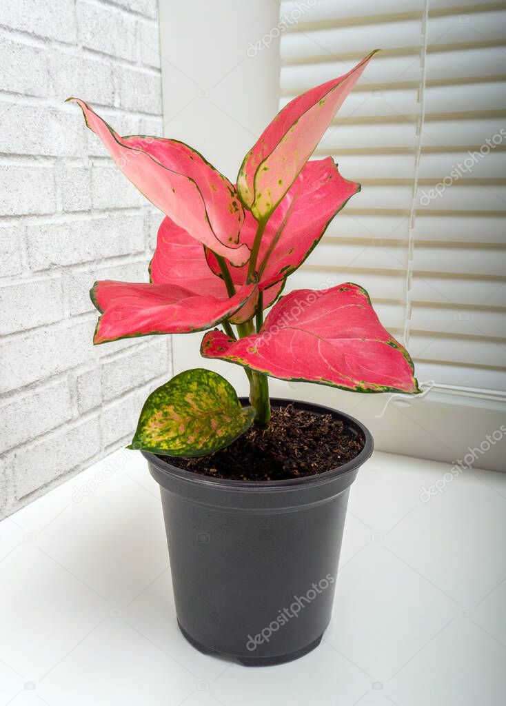 Aglaonema modestum Schott or lily of China, is a species of flowering plant in the genus Aglaonema