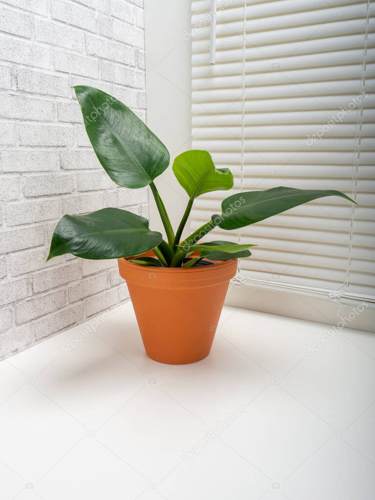 Philodendron Imperial Green is a flowering plants in the family Araceae