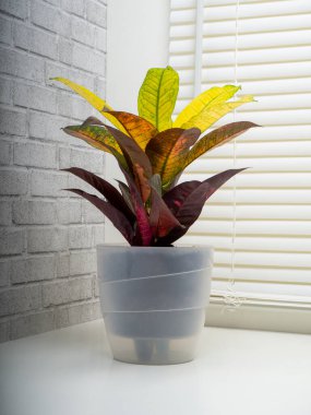 Codiaeum variegatum, Euphorbiaceae familyasından bir bitki türü.