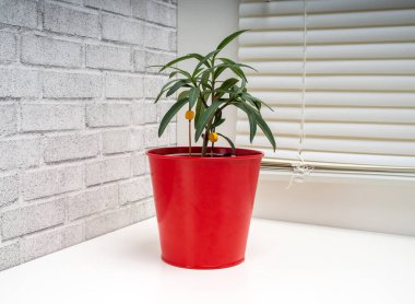 Nerium zakkum, Apocynaceae familyasından Apocynoideae familyasına ait bir ağaç türü.