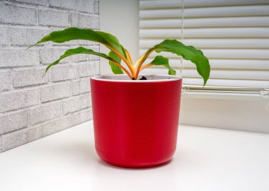 Klorofil portakalı, zambak bitkisi olarak sınıflandırılan uzun ömürlü, şifalı bir bitkidir. 