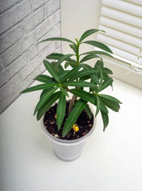 Nerium zakkum, Apocynaceae familyasından Apocynoideae familyasına ait bir ağaç türü.