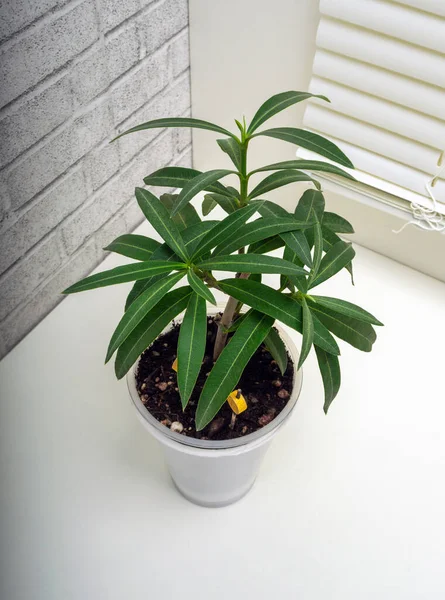 Nerium Oleander Arbusto Pequeño Árbol Perteneciente Subfamilia Apocynoideae Familia Apocynaceae — Foto de Stock