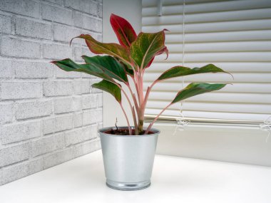 Aglaonema Girit, Araceae familyasından bir bitki cinsidir.