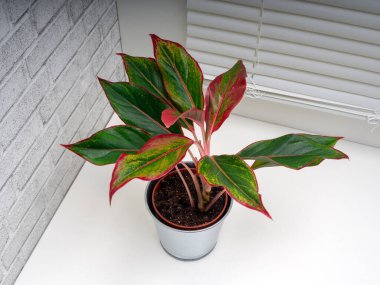 Aglaonema Girit, Araceae familyasından bir bitki cinsidir.