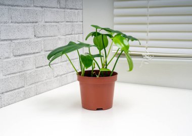 Philodendron panduriforme, Aroid familyasının en büyük bitki cinsidir.