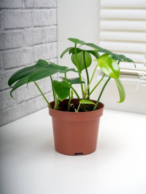 Philodendron panduriforme, Aroid familyasının en büyük bitki cinsidir.
