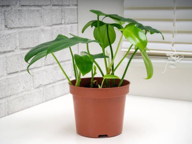 Philodendron panduriforme, Aroid familyasının en büyük bitki cinsidir.