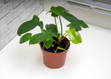 Philodendron panduriforme, Aroid familyasının en büyük bitki cinsidir.