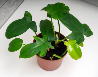 Philodendron panduriforme, Aroid familyasının en büyük bitki cinsidir.