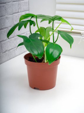Philodendron panduriforme, Aroid familyasının en büyük bitki cinsidir.