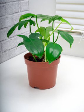 Philodendron panduriforme is a large genus of evergreen flowering perennial plants of the Aroid family clipart