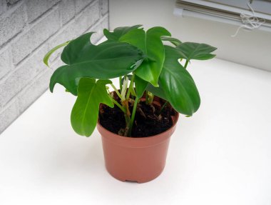 Philodendron panduriforme, Aroid familyasının en büyük bitki cinsidir.