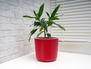 Jamaika 'lı Dracaena Song, Asparagus ailesinin bir üyesidir.