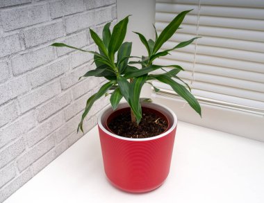 Jamaika 'lı Dracaena Song, Asparagus ailesinin bir üyesidir.