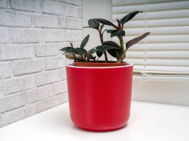 Ludisia, genellikle mücevher orkidesi olarak adlandırılan ve sadece tek bir tür olan Ludisia rengini içeren bir orkide cinsidir.. 