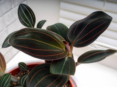 Ludisia, genellikle mücevher orkidesi olarak adlandırılan ve sadece tek bir tür olan Ludisia rengini içeren bir orkide cinsidir.. 