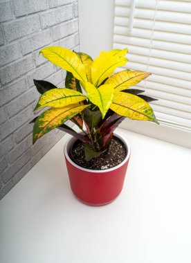 Codiaeum variegatum, Euphorbiaceae familyasından bir bitki türü.