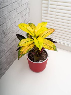 Codiaeum variegatum, Euphorbiaceae familyasından bir bitki türü.