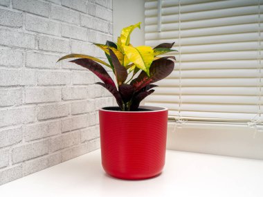 Codiaeum variegatum, Euphorbiaceae familyasından bir bitki türü.