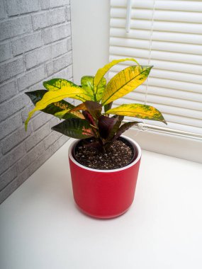 Codiaeum variegatum, Euphorbiaceae familyasından bir bitki türü.