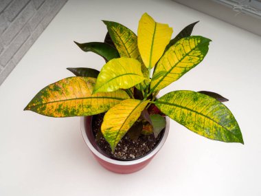 Codiaeum variegatum, Euphorbiaceae familyasından bir bitki türü.