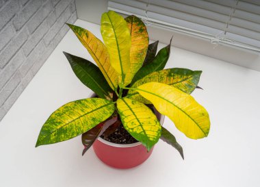 Codiaeum variegatum, Euphorbiaceae familyasından bir bitki türü.