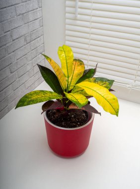 Codiaeum variegatum, Euphorbiaceae familyasından bir bitki türü.