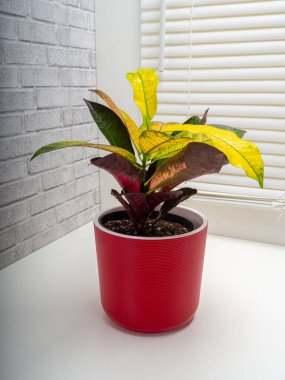 Codiaeum variegatum, Euphorbiaceae familyasından bir bitki türü.