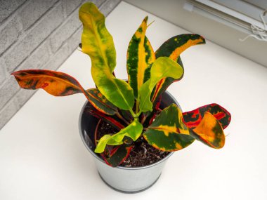 Codieaum Mumya, Euphorbiaceae familyasından bir bitki cinsidir.