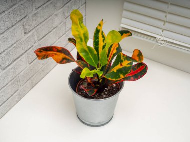 Codieaum Mumya, Euphorbiaceae familyasından bir bitki cinsidir.