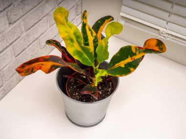 Codieaum Mumya, Euphorbiaceae familyasından bir bitki cinsidir.