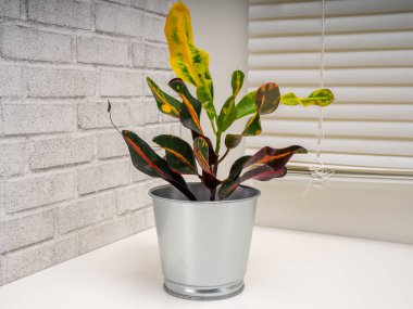 Codieaum Mumya, Euphorbiaceae familyasından bir bitki cinsidir.