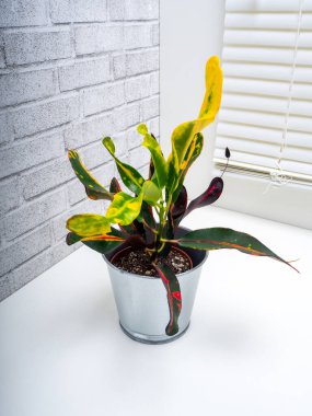 Codieaum Mumya, Euphorbiaceae familyasından bir bitki cinsidir.