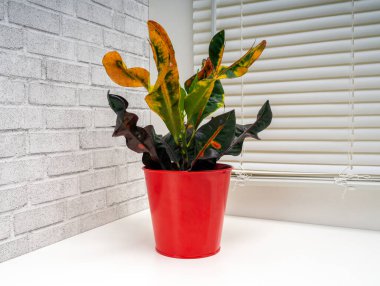 Codieaum Mumya, Euphorbiaceae familyasından bir bitki cinsidir.