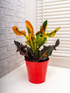 Codieaum Mumya, Euphorbiaceae familyasından bir bitki cinsidir.