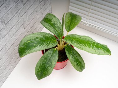 Aglaonema Silver Frost, Araceae familyasından bir bitki cinsidir.