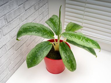 Aglaonema Silver Frost, Araceae familyasından bir bitki cinsidir.