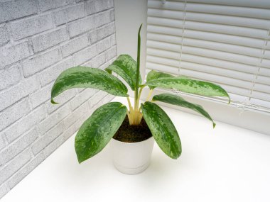 Aglaonema Silver Frost, Araceae familyasından bir bitki cinsidir.